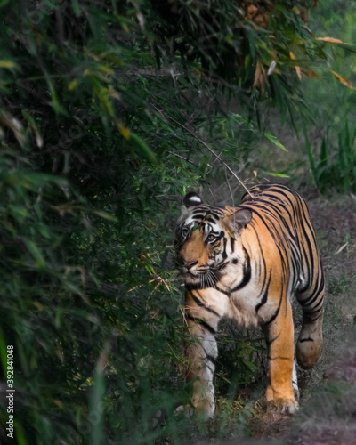 Surprised Bengal tiger in the thicket lit by the sun. Bandhavgarh. India. Green bushes and a bright red tiger