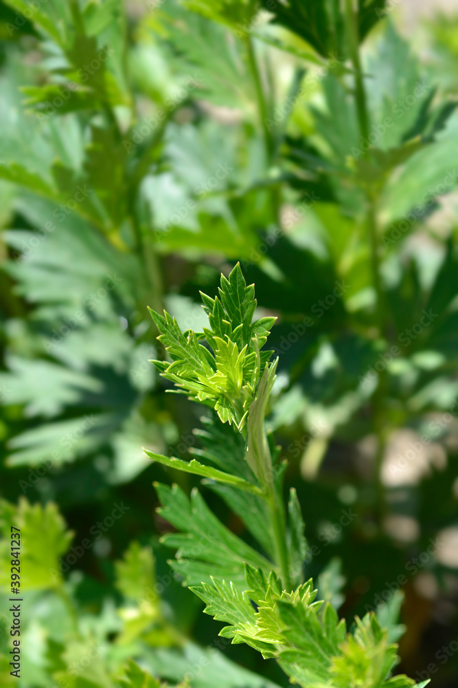 Variegated monkshood Variegated monkshood