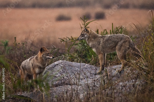 vigorous male and female jackal in the wild of india  in the fields among the wet grass Kanha National Park