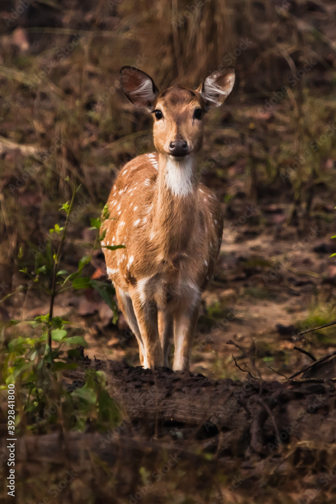 beautiful female deer is looking straight. Kana Park, India. A touching animal with big ears and black eyes carefully and anxiously looks in full view. beautiful female deer is looking straight. Kana Park, India. A touching animal with big ears and black eyes carefully and anxiously looks in full view.