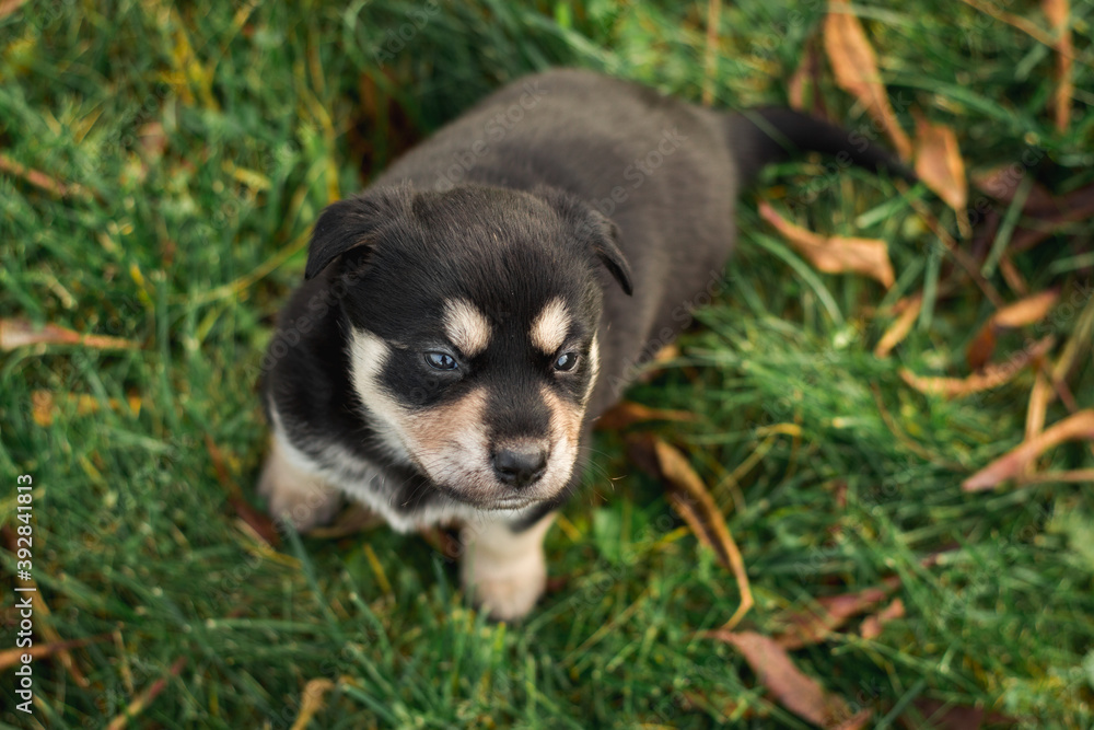 Portrait of a husky puppy in the yard. Active puppy dog sitting on the grass. Husky puppy outside. Image for veterinary clinics, sites about dogs. Portrait of a husky puppy in the yard. Active puppy dog sitting on the grass. Husky puppy outside. Image for veterinary clinics, sites about dogs.