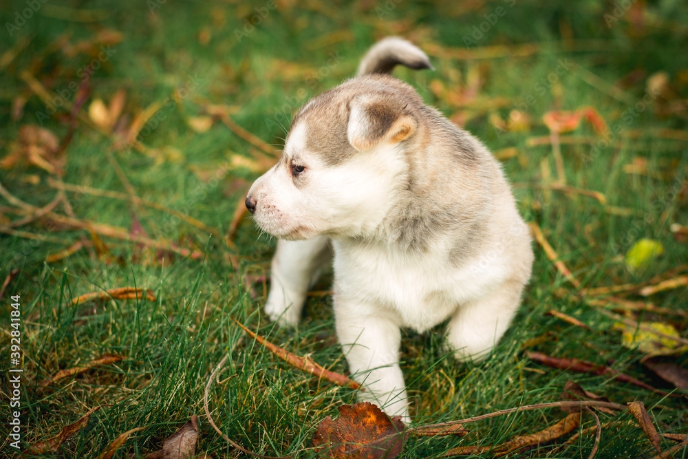Fototapeta premium Portrait of a husky puppy in the yard. Active puppy dog running and playing on the grass. Husky puppy outside. Image for veterinary clinics, sites about dogs.
