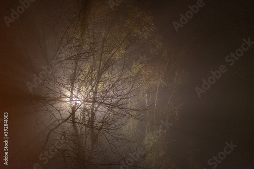 mysterious trees with back light and fog