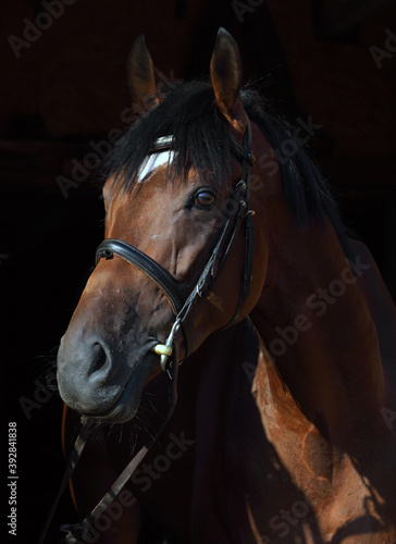 Dressage sportive horse with classic bridle in dark stable  © horsemen