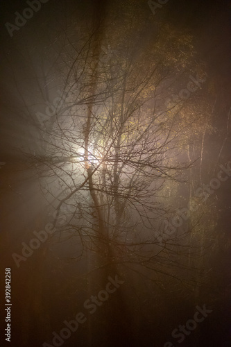 mysterious trees with back light and fog