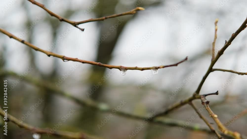 Fall. Raindrops on trees. Drops fall from the tree. Slow motion. Fall. Raindrops on trees. Drops fall from the tree. Slow motion.