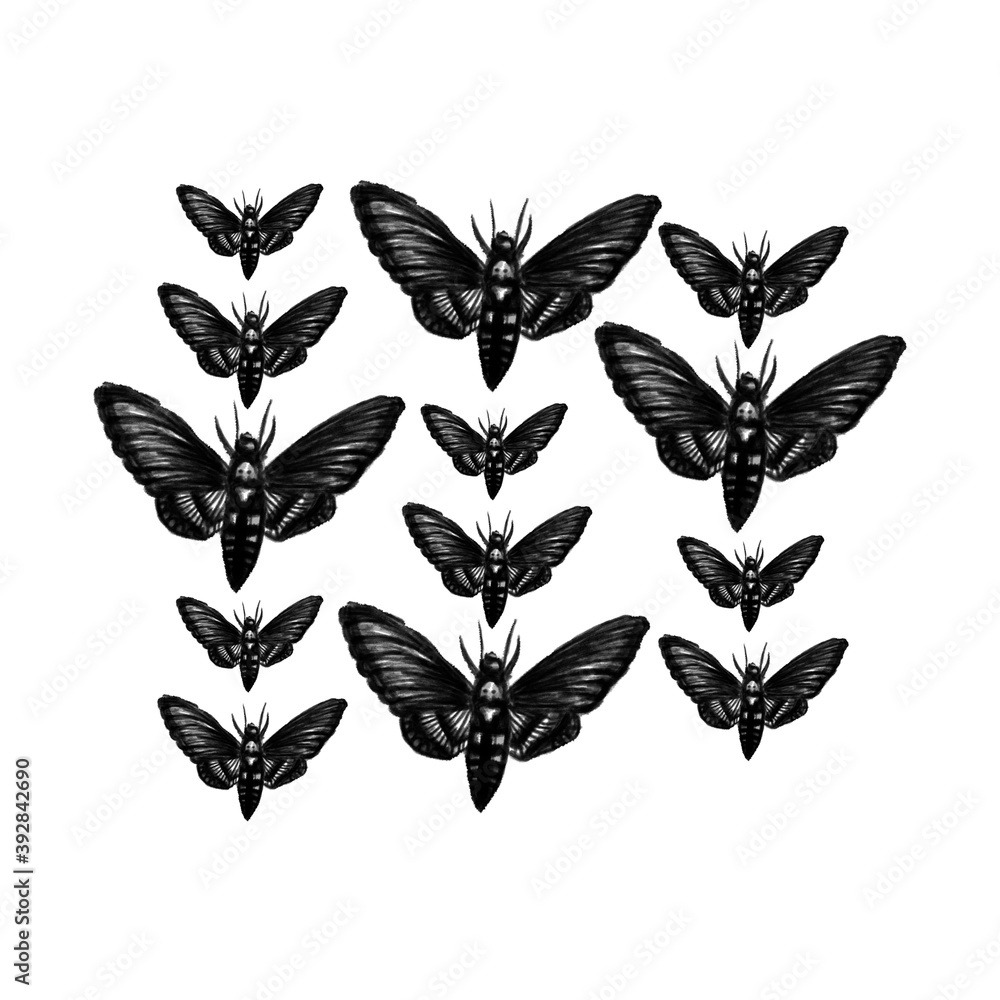Moth pattern. Black and gray. Moth pattern. Black and gray.