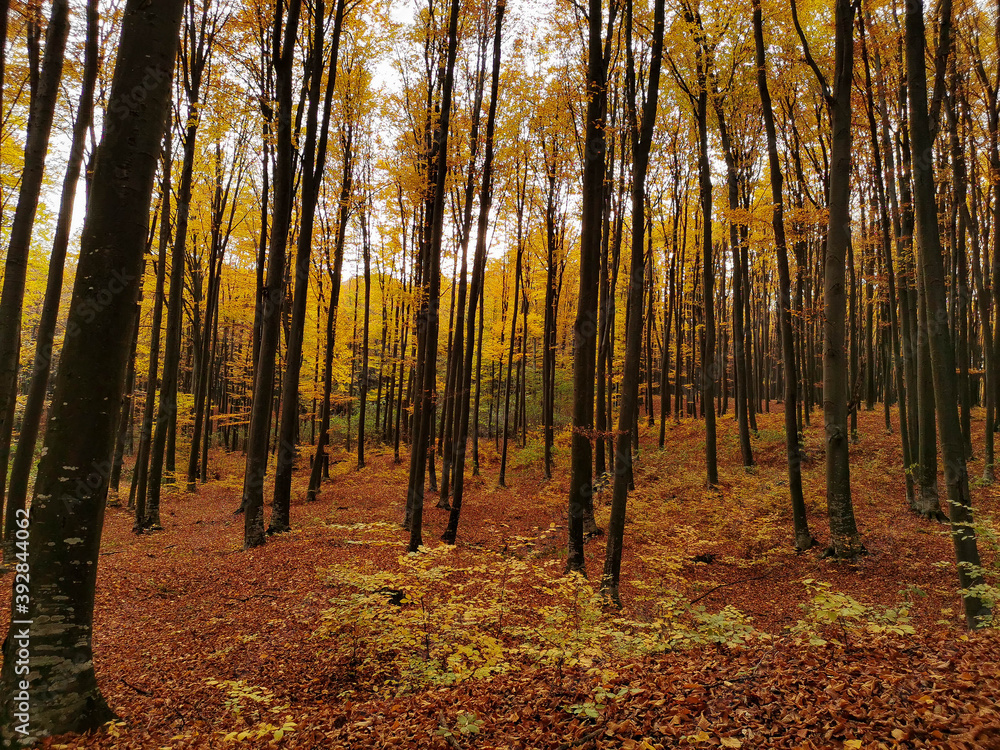 Fototapeta premium Autumn forest vegetation