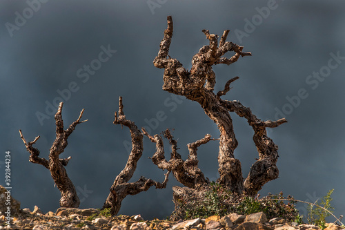 ceps de vigne avant l'orage