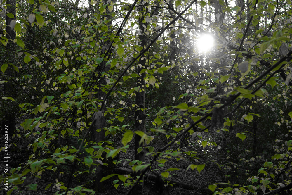 Forest Sunlight Black & White