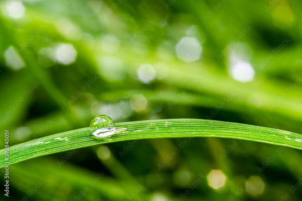Nahaufnahme von einem Wassertropfen auf einem Grashalm Nahaufnahme von einem Wassertropfen auf einem Grashalm