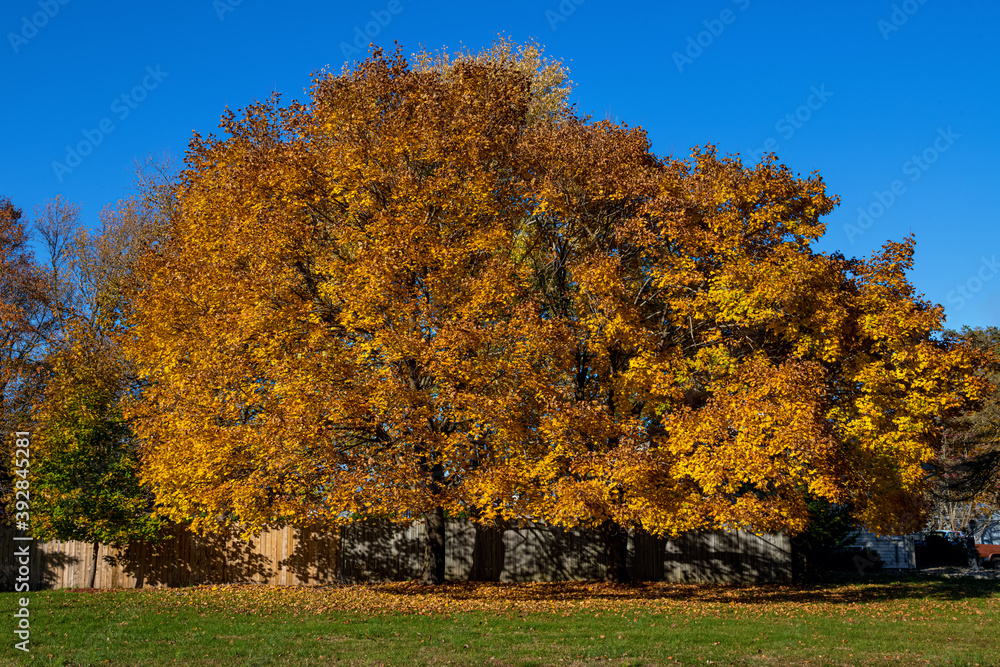 Fototapeta premium Front Yard Fall