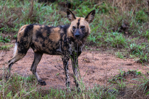 African wild dog standing in an opening observing the movement of the pack members © robbyh