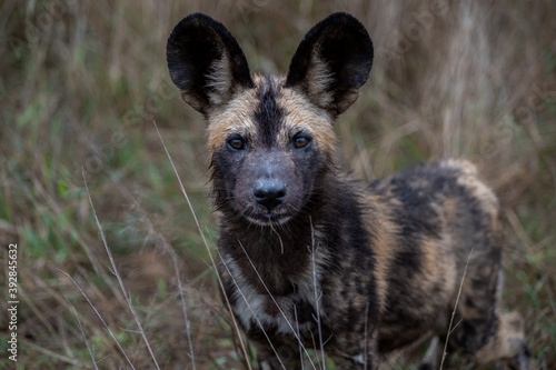 Portrait of an African wild dog puppy staring curiously at the photographer