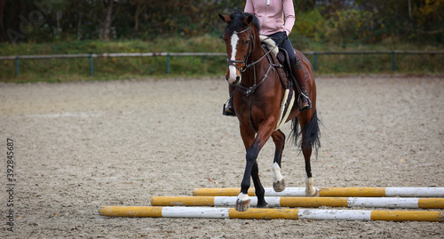 Obraz na plátne Horse brown under the rider during pole training on the riding arena