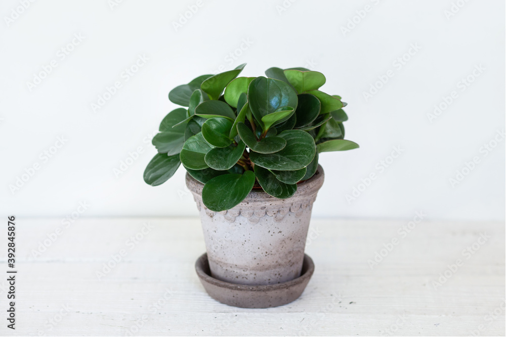 flower pots on the white background 