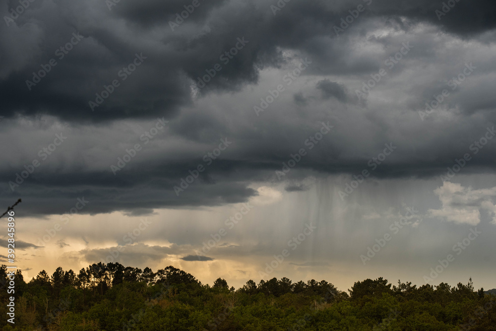 Obraz premium rain over the forest