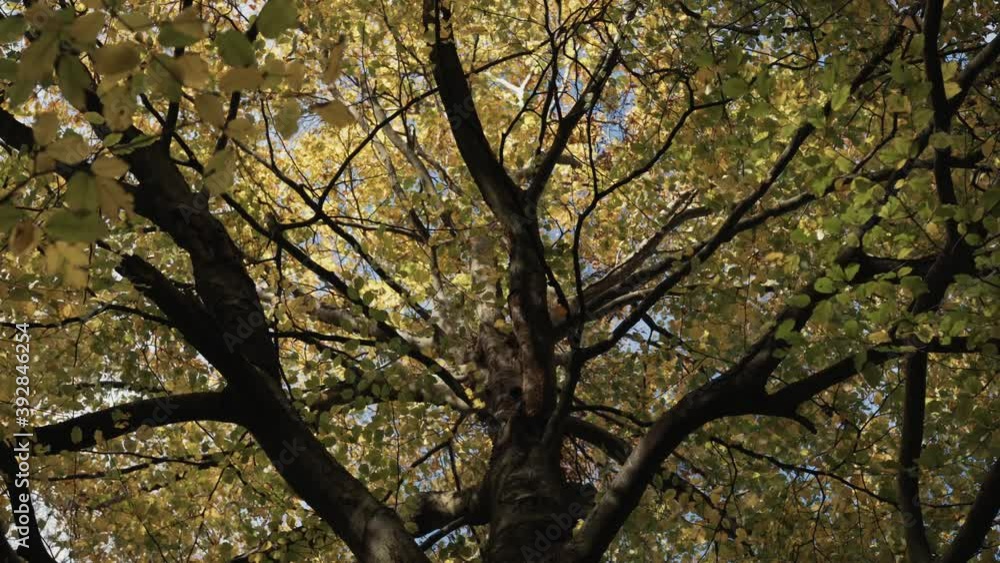 A beautiful yellow tree canopy background in Autumn blowing in the wind A beautiful yellow tree canopy background in Autumn blowing in the wind
