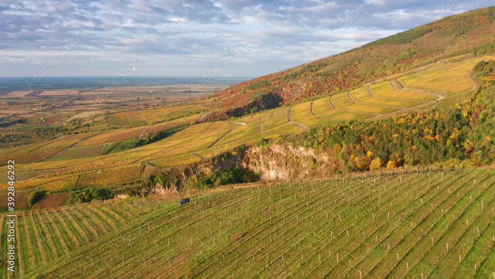 Tokaj, Hungary - 4K drone flying above the famous vineyards of Tokaj wine region on a warm autumn morning with golden grape fields Tokaj, Hungary - 4K drone flying above the famous vineyards of Tokaj wine region on a warm autumn morning with golden grape fields