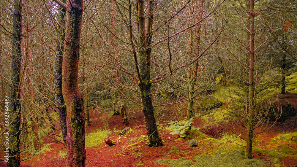 Obraz premium Magical fairytale forest with ancient evergreen trees, moos and lichen and a hiking trail going through woods at Faroe Islands, early Autumn