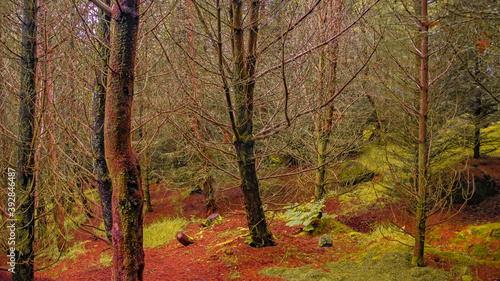 Magical fairytale forest with ancient evergreen trees, moos and lichen and a hiking trail going through woods at Faroe Islands, early Autumn