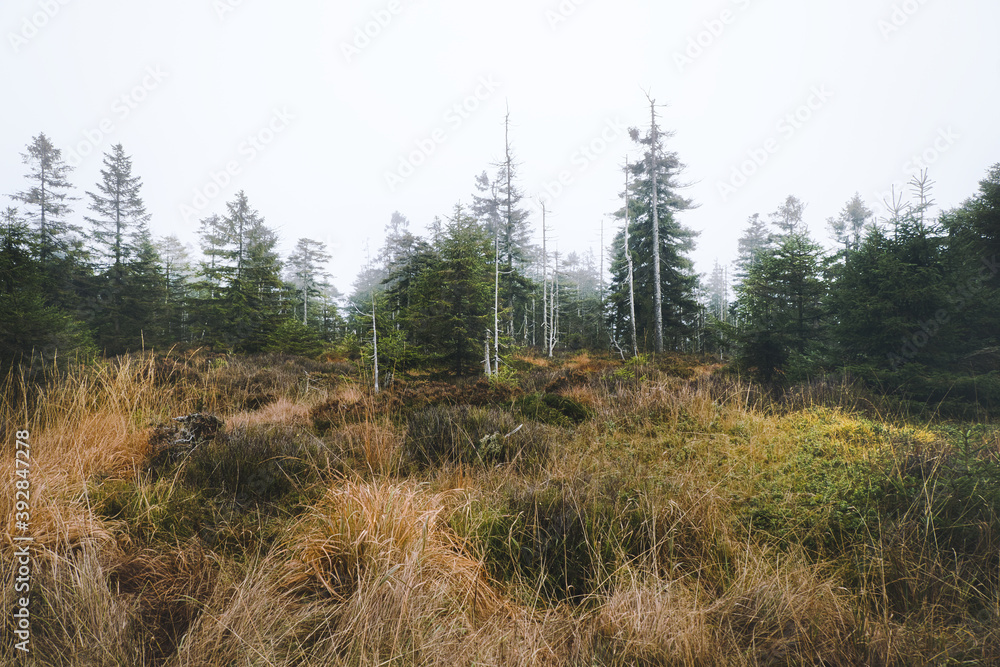 Raised bog in the fog. Upland moor in the Harz National Park, Lower Saxony, Germany. Moody weather in November. Raised bog in the fog. Upland moor in the Harz National Park, Lower Saxony, Germany. Moody weather in November.