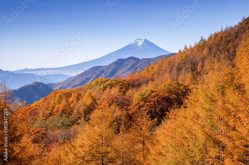 The morning atmosphere of Mount Fuji and the trees turns yellow in autumn in Japan