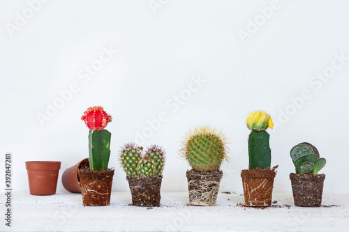 flower pots on the white background 