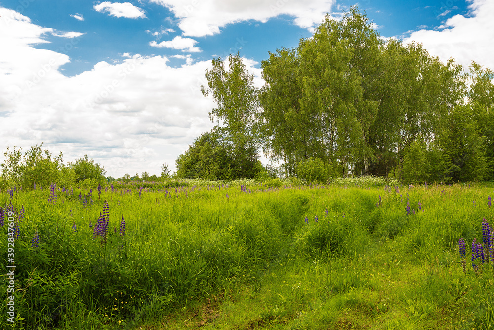 amazing summer meadow with flowers and a path in the grass amazing summer meadow with flowers and a path in the grass