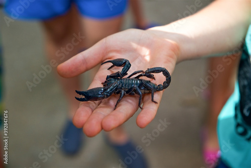 a large live Imperial black Scorpion on a man's hand in Thailand on Koh Samui, a venomous insect