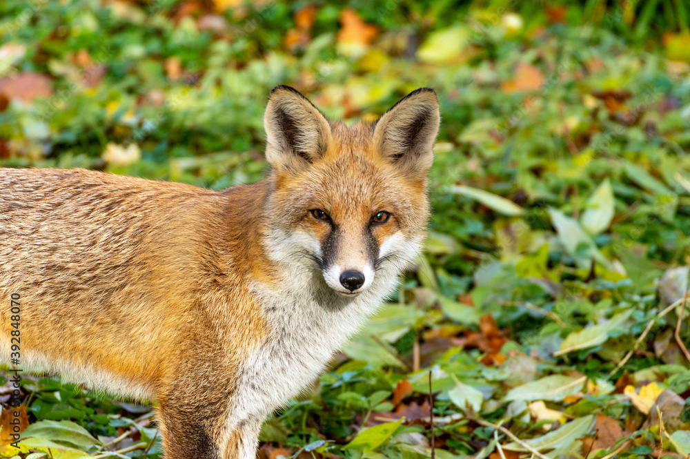 Fototapeta premium a curious fox