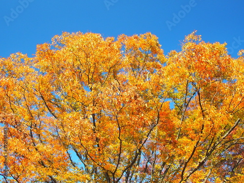 晩秋の公園の黄葉の欅と青空