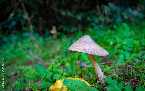 Mushroom with Angled Head in Forest