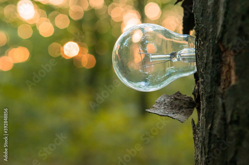 A light bulb grows from a tree trunk as a symbol of renewable energy photo