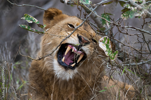 Portrait of a young male lion baring his teeth as he growls at intruders