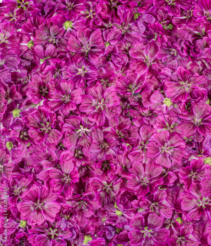 Obraz premium fleurs séchées pour parfum sur claies de séchage