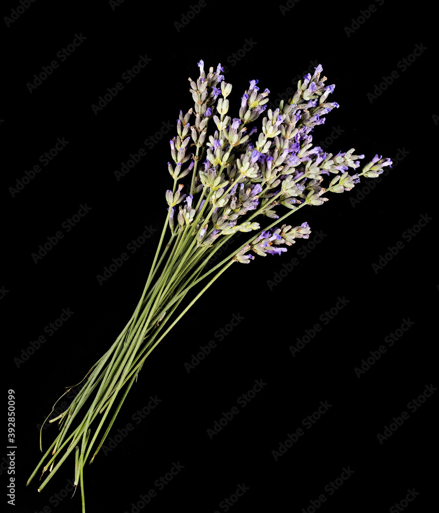 Fototapeta premium bouquet de thym sur fond noir plante médicinale et culinaire