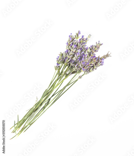 bouquet de thym sur fond blanc plante aromatique