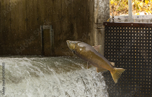 Photography Chinook Salmon jumping at a Fish ladder on the Bowmanville Creek Ontario