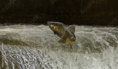 Konstfotografi Chinook Salmon jumping at dam on the Bowmanville Creek