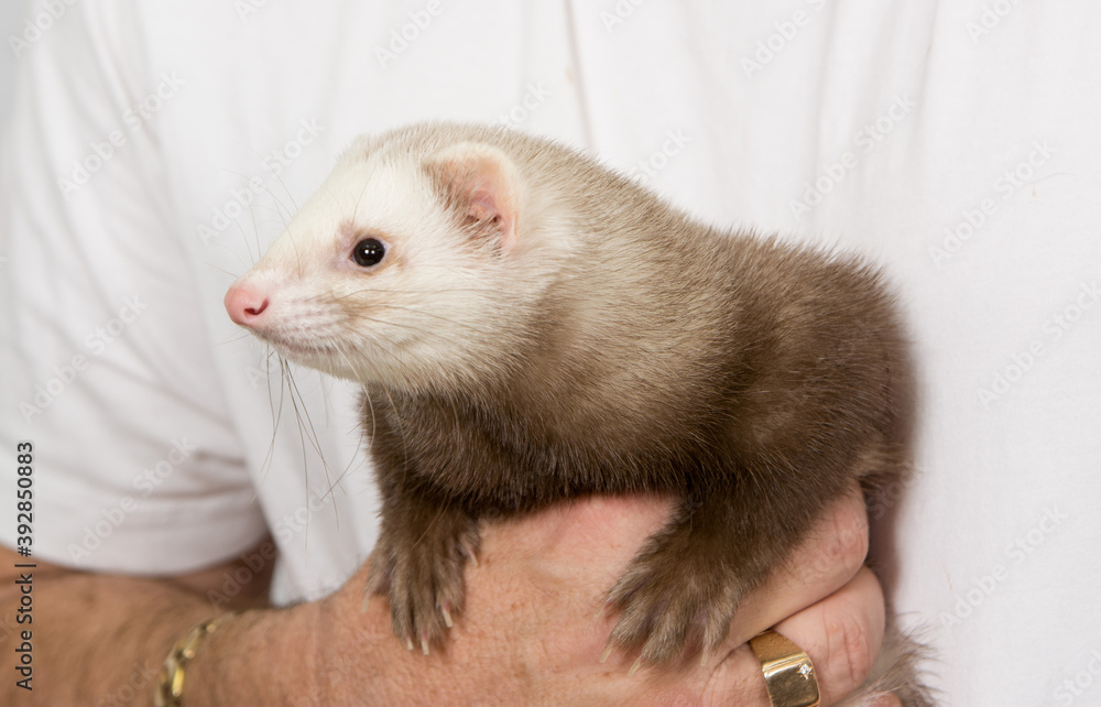 Ferret being held by man Ferret being held by man