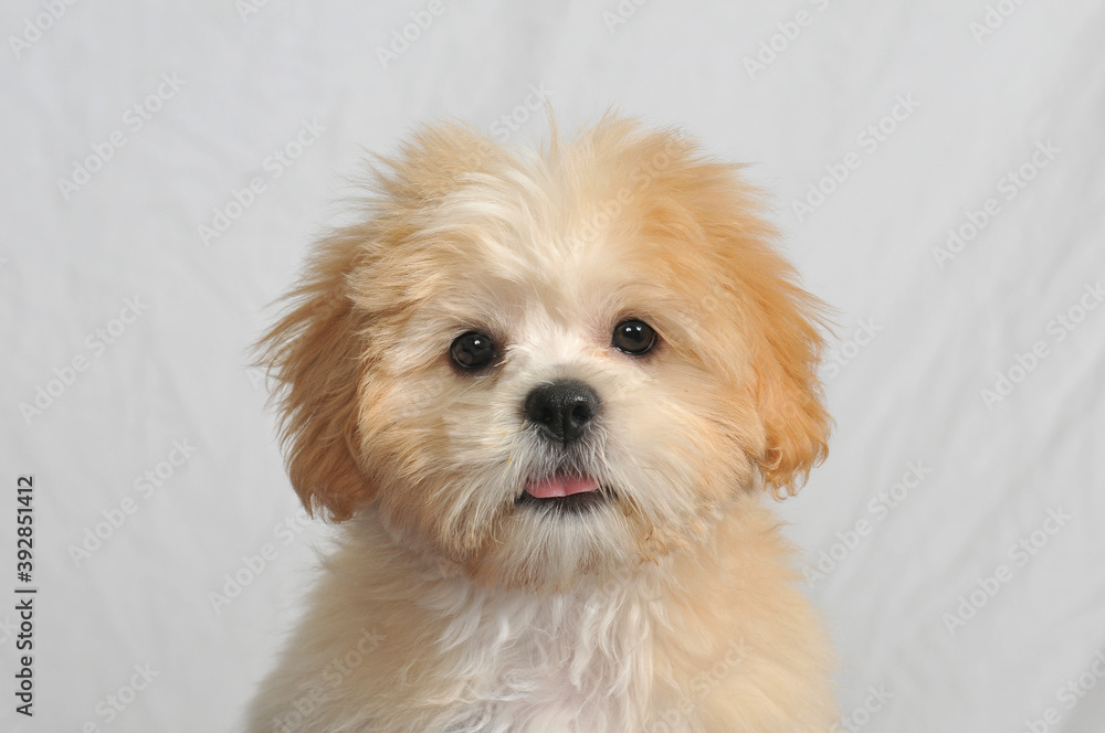Havanese puppy with a white background Havanese puppy with a white background