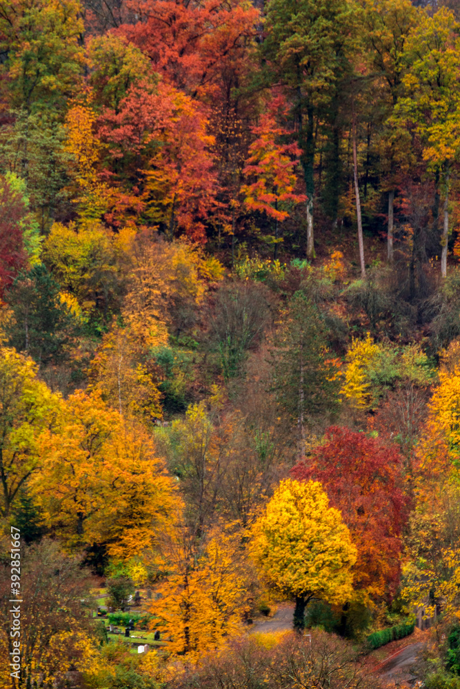 Herbstlicher Wald auf einem Hügel