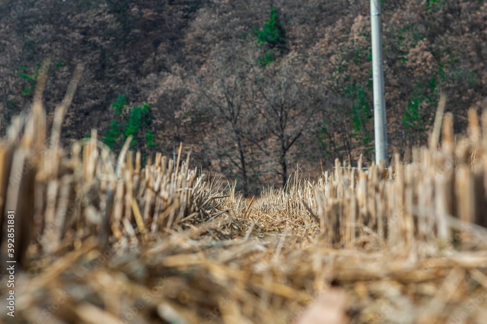 Fototapeta premium Curious rise ridge path at autumn after harvest.
