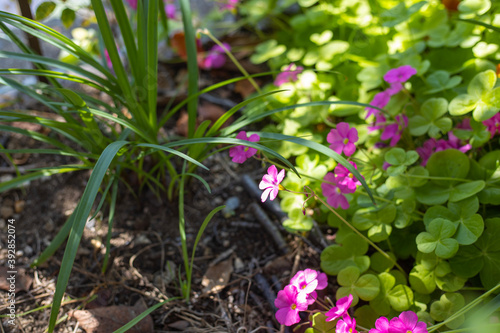 Wallpaper Mural ピンクの花 Torontodigital.ca