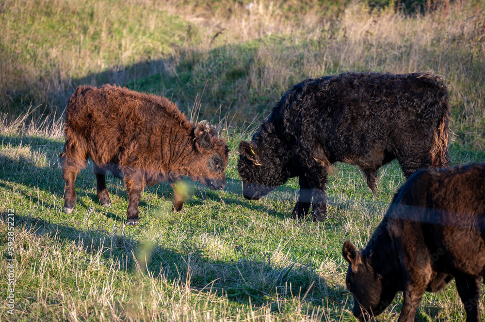 Two young Galloway calfs standing in front of eachother and wants to play Two young Galloway calfs standing in front of eachother and wants to play