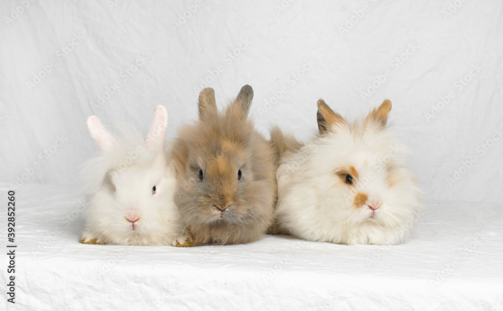 Three cute long haired bunny rabbits Three cute long haired bunny rabbits