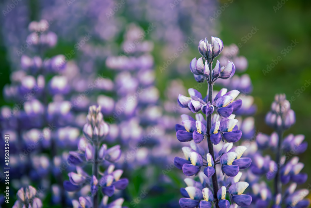Lupine flowers in Iceland Lupine flowers in Iceland