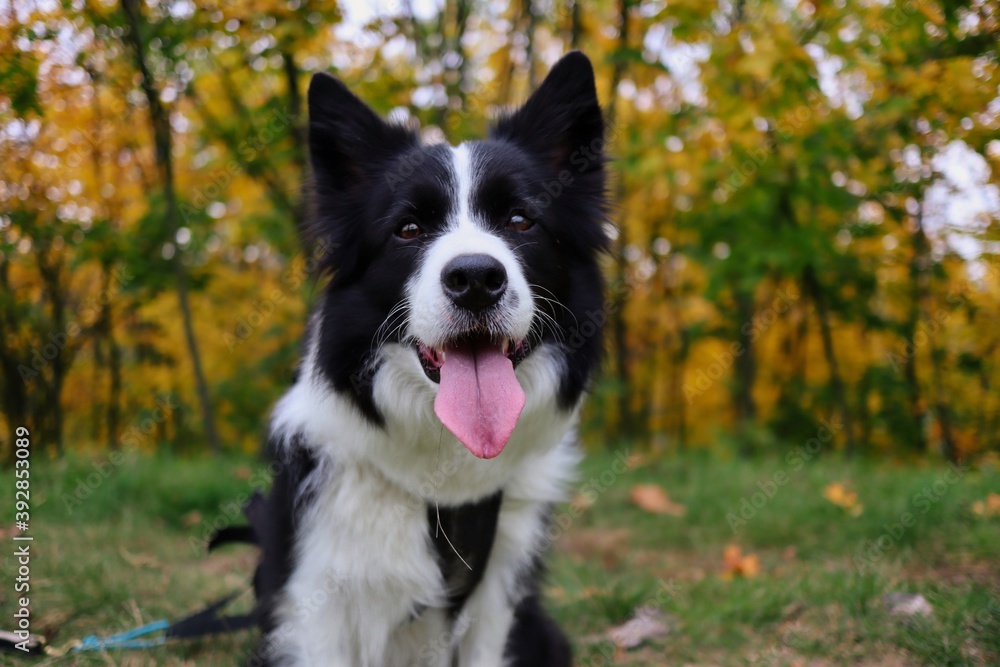 Close-up of Border Collie with Tongue Out Sitting Down in front of Colorful Forest. Happy Black and White Dog Shows its Tongue in Nature. Close-up of Border Collie with Tongue Out Sitting Down in front of Colorful Forest. Happy Black and White Dog Shows its Tongue in Nature.