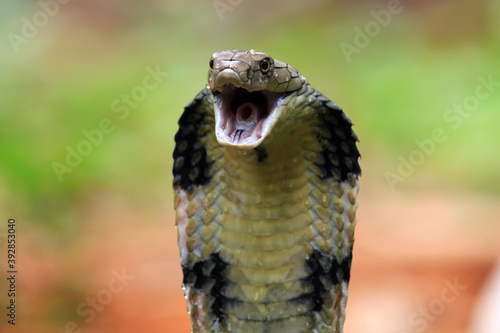 Obraz na plátně Closeup head of king cobra snake